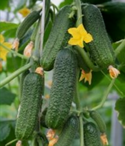 Hybrid cucumber Apo F1