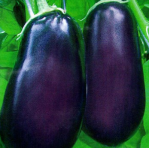 Aubergine Vakula 