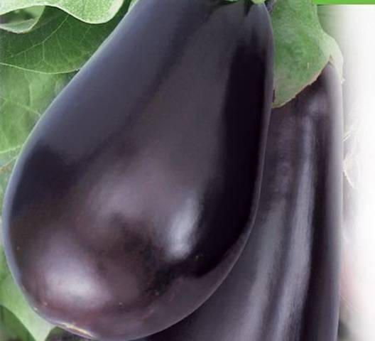 aubergine Véra